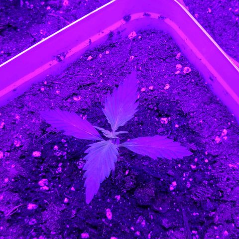 Lemon Wonder Automatic growlog photo: Woche 2 / Tag 7