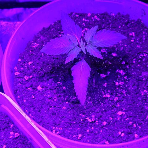 Lemon Wonder Automatic growlog photo: Woche 2 / Tag 7