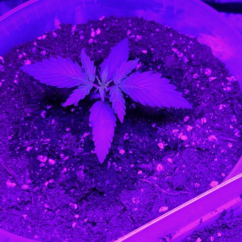 Lemon Wonder Automatic growlog photo: Woche 2 / Tag 7