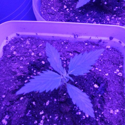 Lemon Wonder Automatic growlog photo: Die letzten Minuten der 2 Woche brechen an