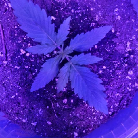 Lemon Wonder Automatic growlog photo: Die letzten Minuten der 2 Woche brechen an