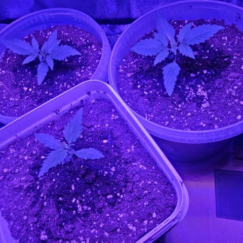 Lemon Wonder Automatic growlog photo: Die letzten Minuten der 2 Woche brechen an