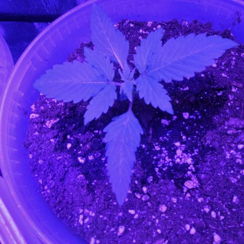 Lemon Wonder Automatic growlog photo: Die letzten Minuten der 2 Woche brechen an