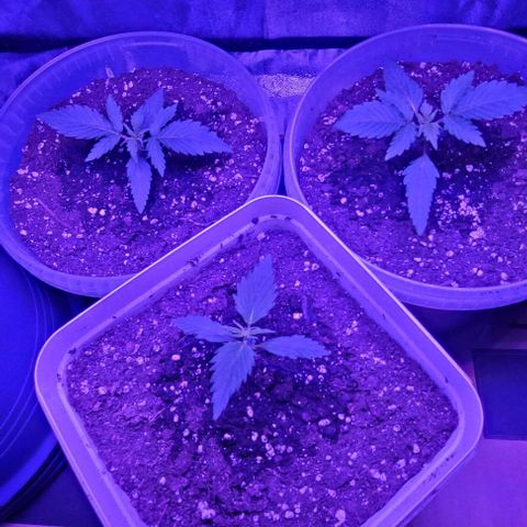Lemon Wonder Automatic growlog photo: Woche 3 / Tag 1