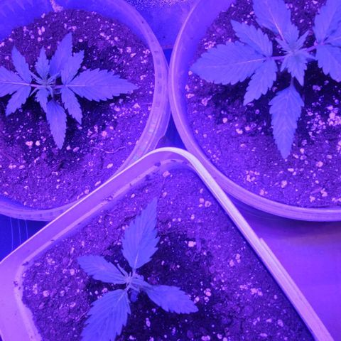 Lemon Wonder Automatic growlog photo: Woche 3 / Tag 2

Teilweise sieht man die Wurzeln schon an den Rändern vom Eimer