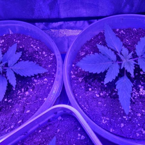 Lemon Wonder Automatic growlog photo: Woche 3 / Tag 2

Teilweise sieht man die Wurzeln schon an den Rändern vom Eimer