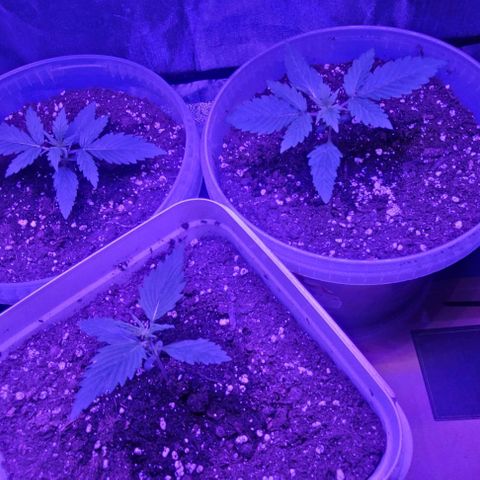 Lemon Wonder Automatic growlog photo: Woche 3 / Tag 2

Teilweise sieht man die Wurzeln schon an den Rändern vom Eimer