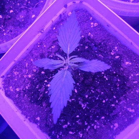 Lemon Wonder Automatic growlog photo: Nach der Nacht
Woche 3 / Tag 2