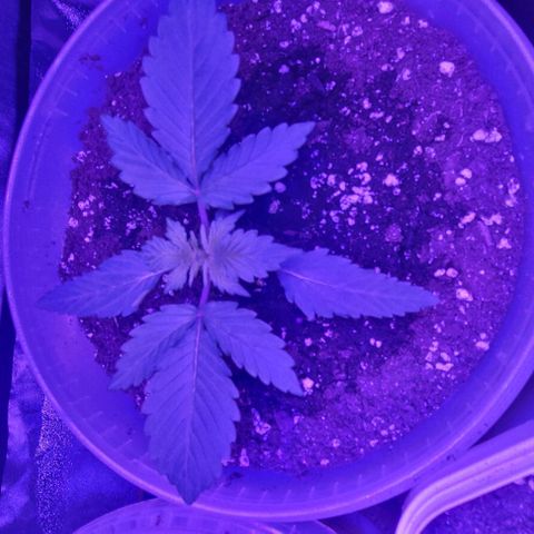Lemon Wonder Automatic growlog photo: Nach der Nacht
Woche 3 / Tag 2