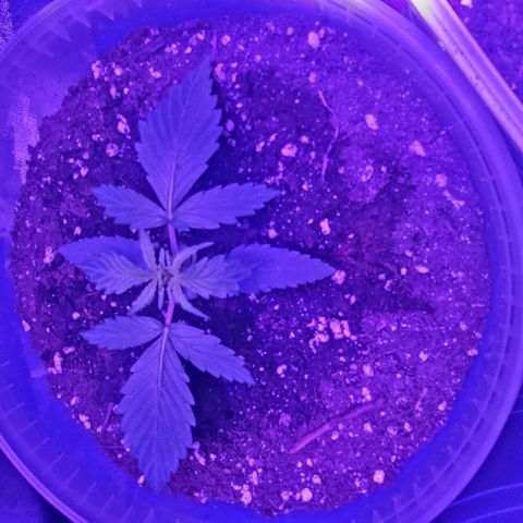Lemon Wonder Automatic growlog photo: Nach der Nacht
Woche 3 / Tag 2