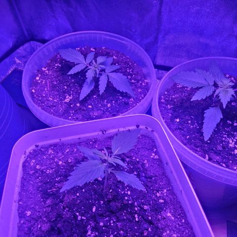 Lemon Wonder Automatic growlog photo: Nach der Nacht
Woche 3 / Tag 2