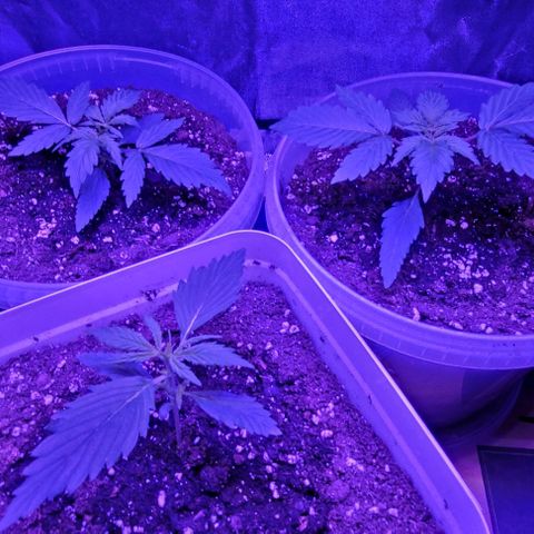 Lemon Wonder Automatic growlog photo: Woche 3 / Tag 3