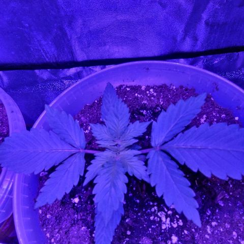 Lemon Wonder Automatic growlog photo: Woche 3 / Tag 3