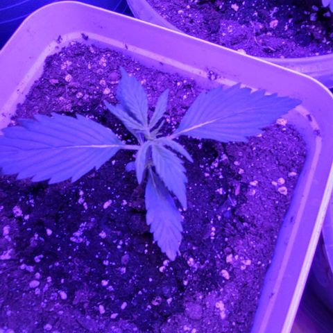 Lemon Wonder Automatic growlog photo: Woche 3 / Tag 3