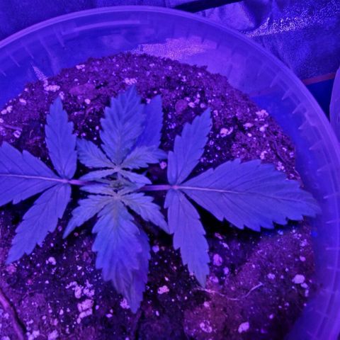 Lemon Wonder Automatic growlog photo: Woche 3 / Tag 3