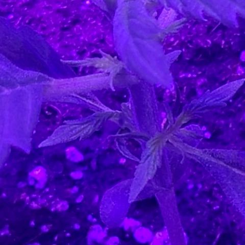 Lemon Wonder Automatic growlog timeline photo