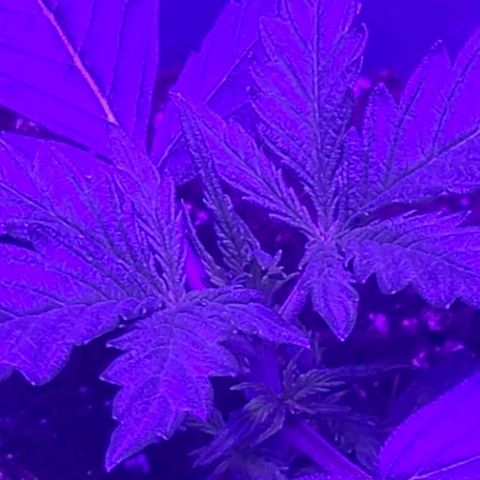 Lemon Wonder Automatic growlog timeline photo