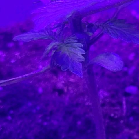 Lemon Wonder Automatic growlog timeline photo