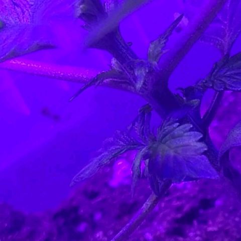 Lemon Wonder Automatic growlog timeline photo