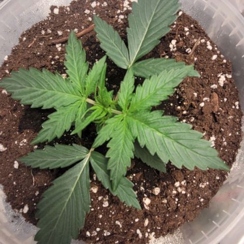 Lemon Wonder Automatic growlog timeline photo