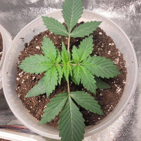 Lemon Wonder Automatic growlog timeline photo