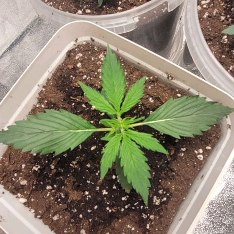 Lemon Wonder Automatic growlog timeline photo