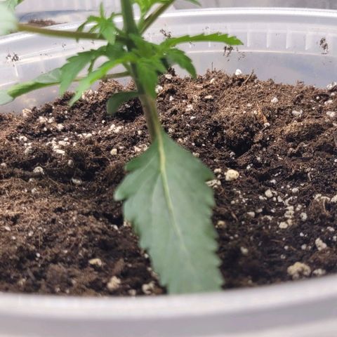 Lemon Wonder Automatic growlog photo: Der Geruch wird von Tag zu Tag gefühlt stärker