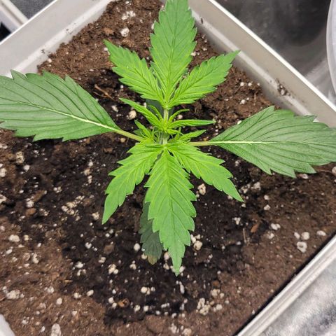 Lemon Wonder Automatic growlog photo: Der Geruch wird von Tag zu Tag gefühlt stärker
