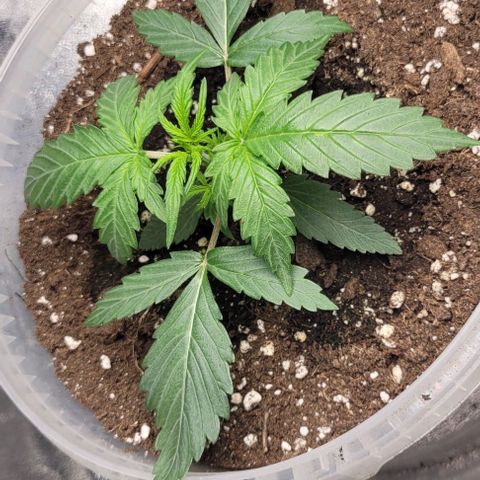 Lemon Wonder Automatic growlog photo: Der Geruch wird von Tag zu Tag gefühlt stärker