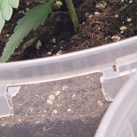 Lemon Wonder Automatic growlog photo: Der Geruch wird von Tag zu Tag gefühlt stärker