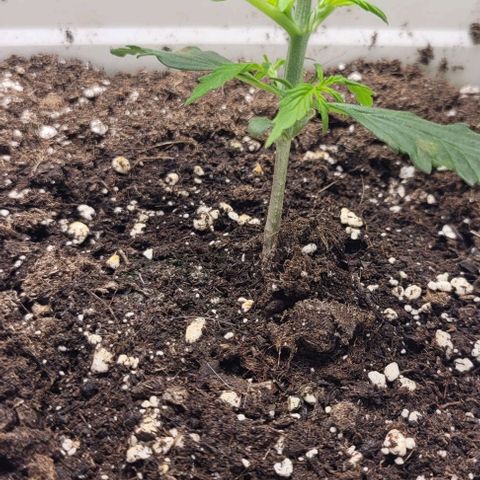 Lemon Wonder Automatic growlog photo: Der Geruch wird von Tag zu Tag gefühlt stärker