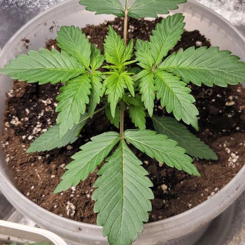 Lemon Wonder Automatic growlog photo: Der Geruch wird von Tag zu Tag gefühlt stärker