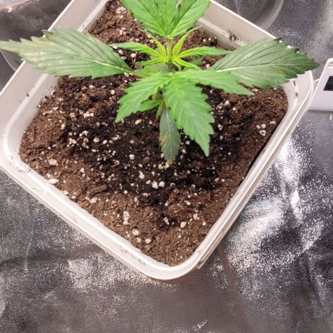 Lemon Wonder Automatic growlog photo: Eine Lady ist krank