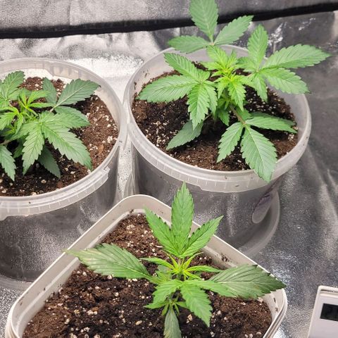Lemon Wonder Automatic growlog photo: Eine Lady ist krank