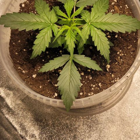 Lemon Wonder Automatic growlog photo: Eine Lady ist krank