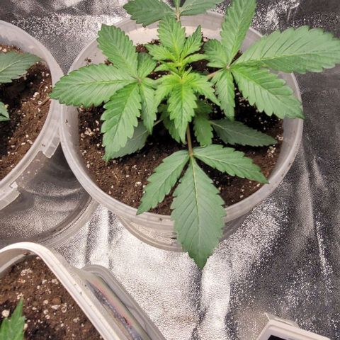 Lemon Wonder Automatic growlog photo: Eine Lady ist krank