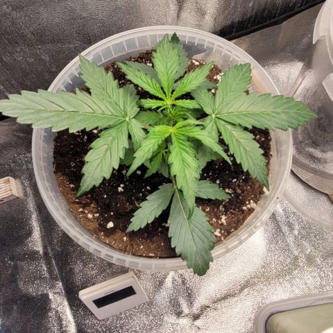Lemon Wonder Automatic growlog timeline photo