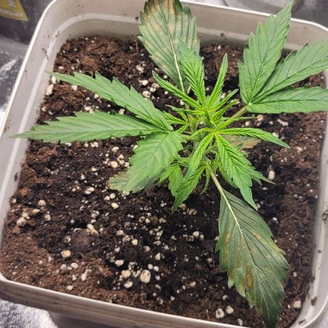 Lemon Wonder Automatic growlog timeline photo