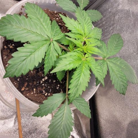 Lemon Wonder Automatic growlog timeline photo