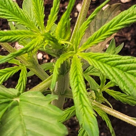 Lemon Wonder Automatic growlog timeline photo