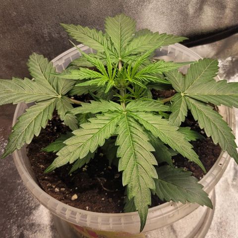 Lemon Wonder Automatic growlog timeline photo