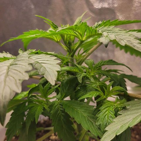 Lemon Wonder Automatic growlog timeline photo