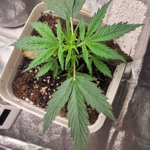 Lemon Wonder Automatic growlog timeline photo