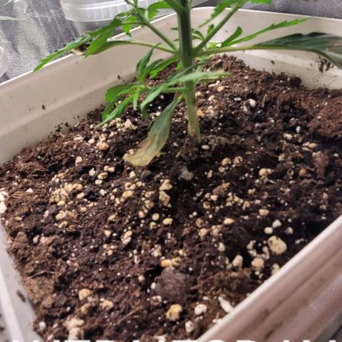 Lemon Wonder Automatic growlog timeline photo