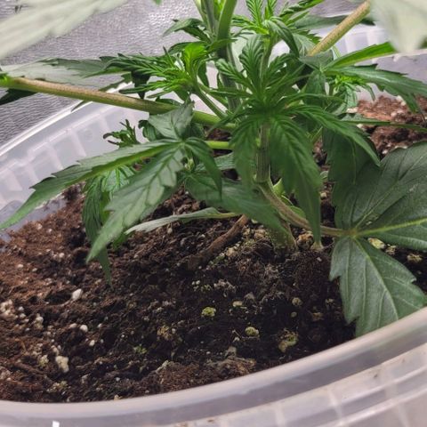 Lemon Wonder Automatic growlog timeline photo