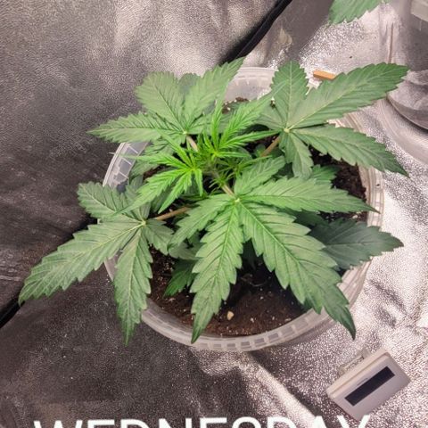 Lemon Wonder Automatic growlog timeline photo