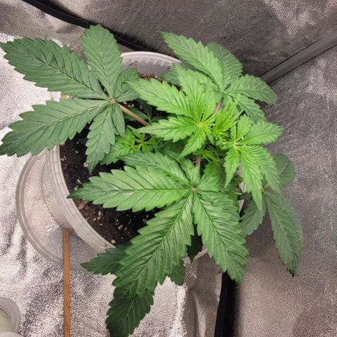 Lemon Wonder Automatic growlog timeline photo