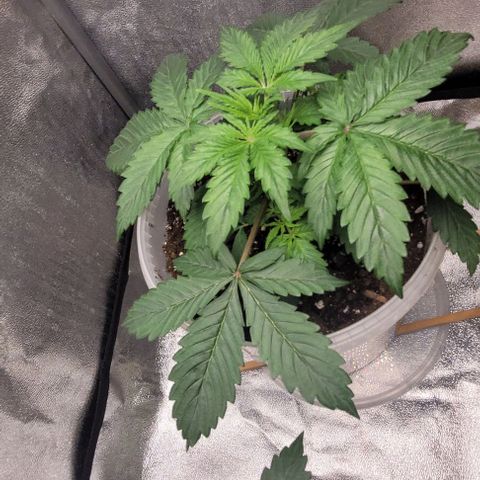 Lemon Wonder Automatic growlog timeline photo