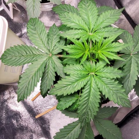 Lemon Wonder Automatic growlog timeline photo