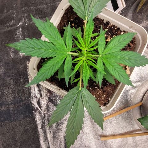 Lemon Wonder Automatic growlog timeline photo